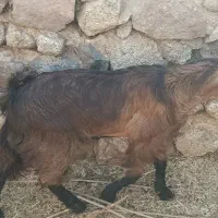 دو عدد بز پاکستانی|حیوانات مزرعه|جیرفت, |دیوار