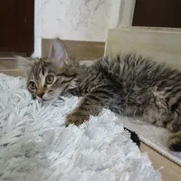 بچه گربه پشمالو