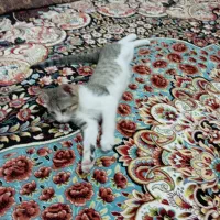 گربه|گربه|زاهدان, |دیوار