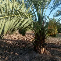 پاجوش برحی