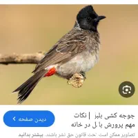 نرمست دوم قرمز بکوب