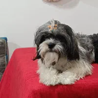 سگ شیتزوپیداشده|حیوانات|آمل, |دیوار