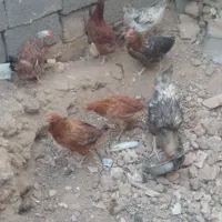 مرغ محلی|حیوانات مزرعه|خواف, |دیوار