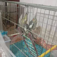 عروس هلندی نر