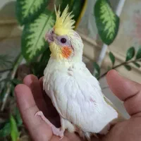 جوجه عروس هلندی