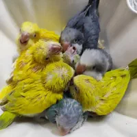 جوجه طوطی سرلاکی ، راهب کراس ، گرینچیک ، سرلاک