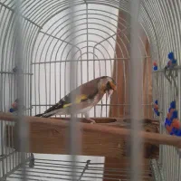 فروش یامعاوضه سهره دورگ