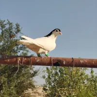 یک جفت یال عروسک بدون هیچ نقصی