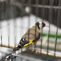 سهر مست بخون