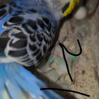 دو جفت مرغ عشق مولد  همراه با تخم|پرنده|بندر ماهشهر, |دیوار