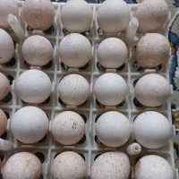 فروش تخم بوقلمون نطفه دار