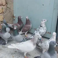 کفتر نر پلاکی