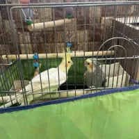 یک جفت عروس هلندی