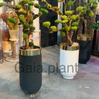 درخت جاودان،بنسای،درختچه|گل و گیاه طبیعی|تهران, اکباتان|دیوار