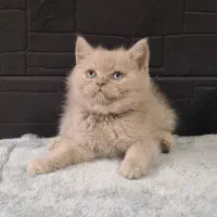 بریتیش لیلاک اصیل