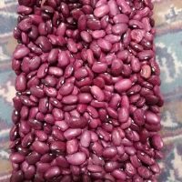 لوبیا قرمز