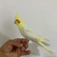 عروس هلندی