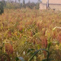 جارو خوشه|خدمات باغبانی و درختکاری|آشخانه, |دیوار