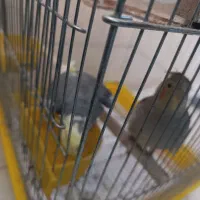 جفت نرو ماده عروس هلندی|پرنده|پاکدشت, پاکدشت (مامازند)|دیوار