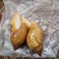 فروش حلزون