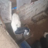 فروش و معاوضه یک راس بیگ و تیر بز|حیوانات مزرعه|اردل, |دیوار