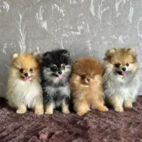 سگ های خانگی