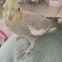 ۱عدد عروس هلندی ماده