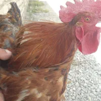 فروش خروس محلی جوان