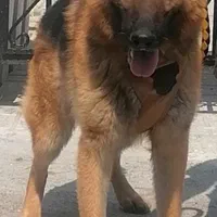 سگ ژرمن شپرد اصیل