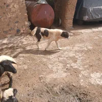 سگ قدر جان نگهبان گله