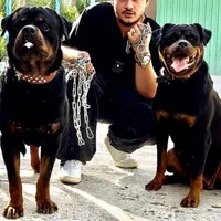 توله روتوایلر اروپایی سگ روتوایلر دلقکی رتوایلر|سگ|تهران, الهیه|دیوار