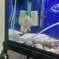 مایل با معاوضه هستم با گیاه خوار