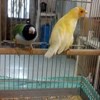 ((فنچ گلدین ))|پرنده|تهران, بازار|دیوار