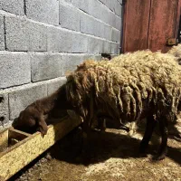 گوسفند ابستن جوان