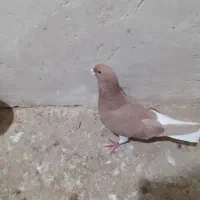 کفتر ماده شهری زرد وتافته|پرنده|شیراز, داریون|دیوار