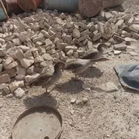 غاز بیابانی