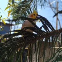 دو عدد عروس هلندی