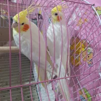 عروس هلندی مولد لوتینو روی تخم|پرنده|ارومیه, |دیوار