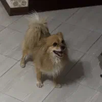 سگ پامر