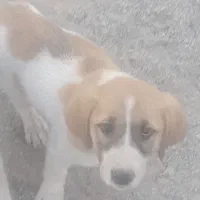 واگذاری توله سراب|سگ|دیواندره, |دیوار