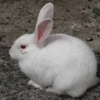 خرگوش سفید