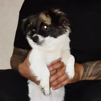 سگ شیتزو تریر|سگ|کرمانشاه, |دیوار