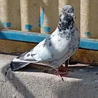 کفتر گرفتنی نر