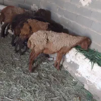 میش افشاری