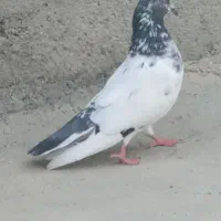 کبوتر تکپر نر|پرنده|کلاله, |دیوار