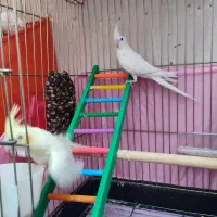 عروس هلندی البینیو و لوتینو|پرنده|سقز, |دیوار