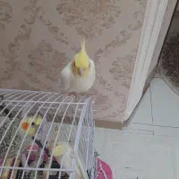 عروس هلندی نر و ماده