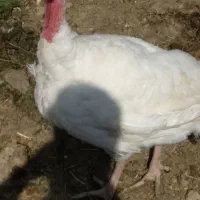 بوقلمون گوشتی