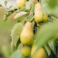 5 عدد نهال میوه فقط 350 هزارتومن مخصوص همشهریان قم|خدمات باغبانی و درختکاری|قم, شهرک سازمان آب|دیوار