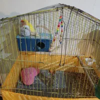 طوطی برزیلی نرو ماده